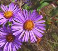 Aster novae-angliae